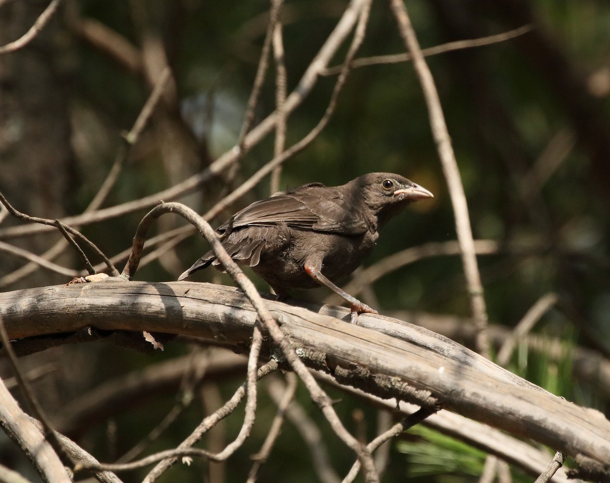 Bronzed Cowbird - ML107358431