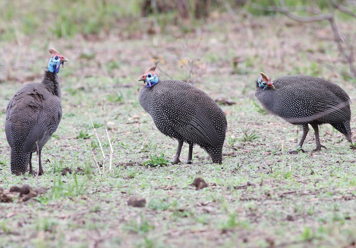 Helmeted Guineafowl - ML107359761