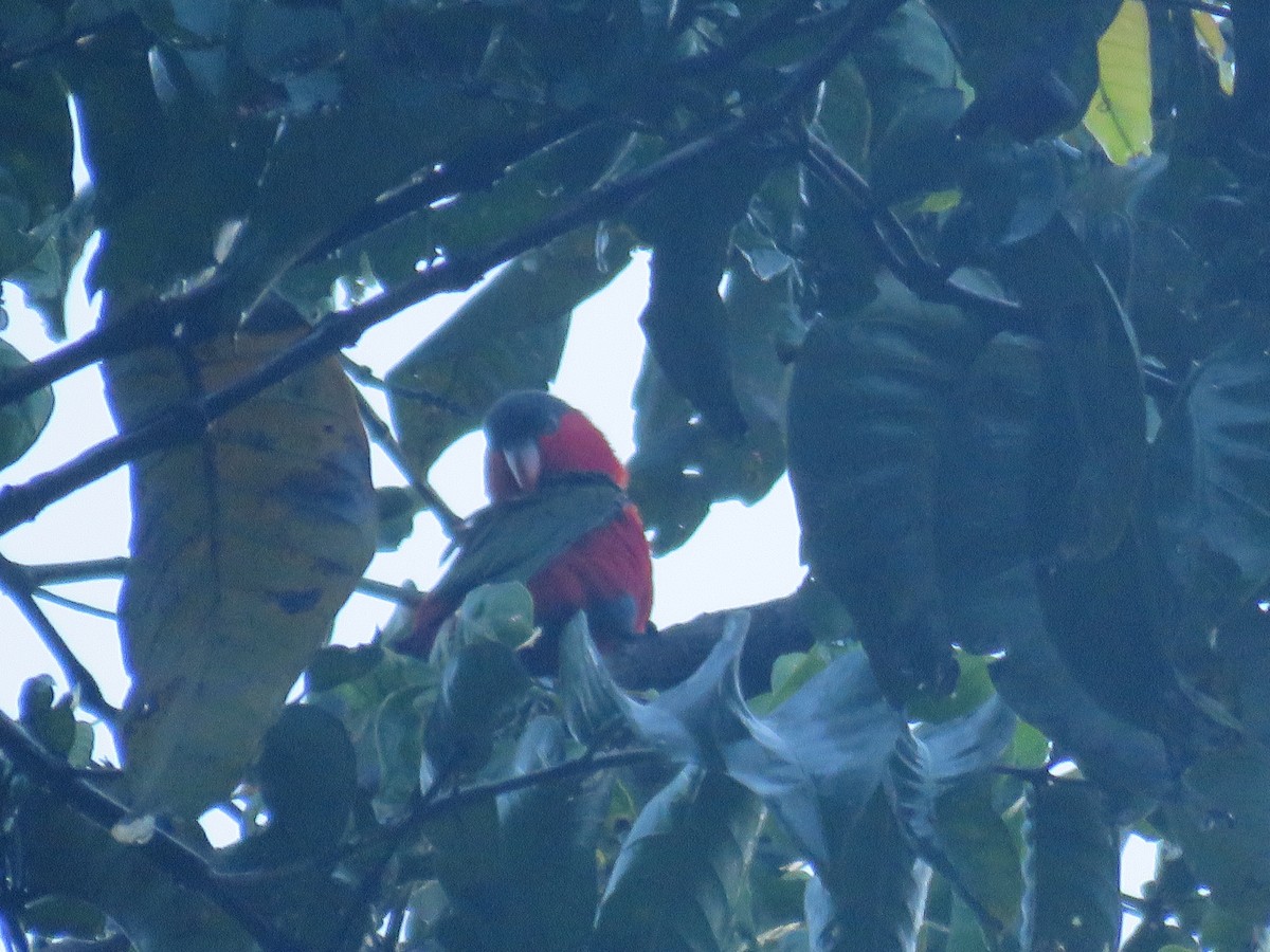 Purple-naped Lory - ML107360621