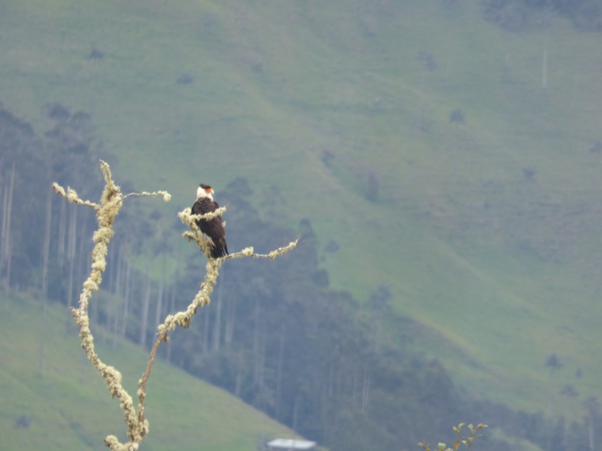 Caracara huppé (cheriway) - ML107360941