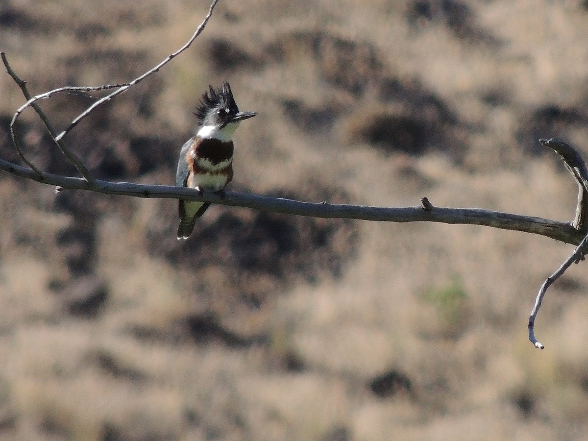 Belted Kingfisher - ML107361251