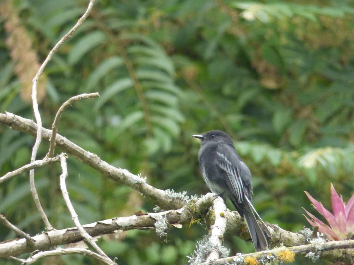 Black Phoebe - ML107363151