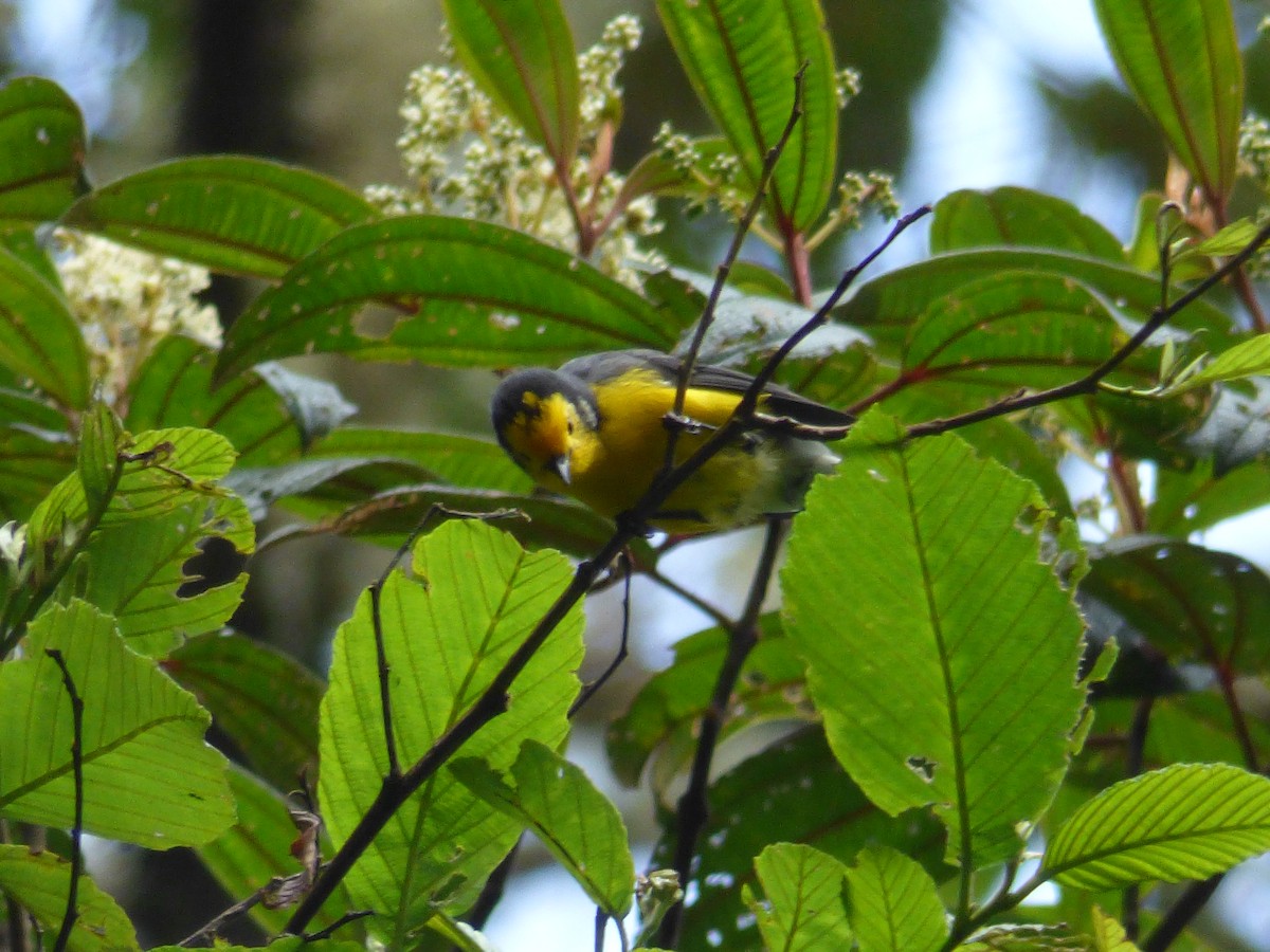 Golden-fronted Redstart - ML107363691