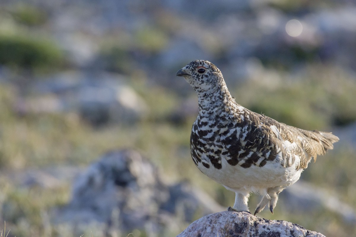 White-tailed Ptarmigan - Marky Mutchler