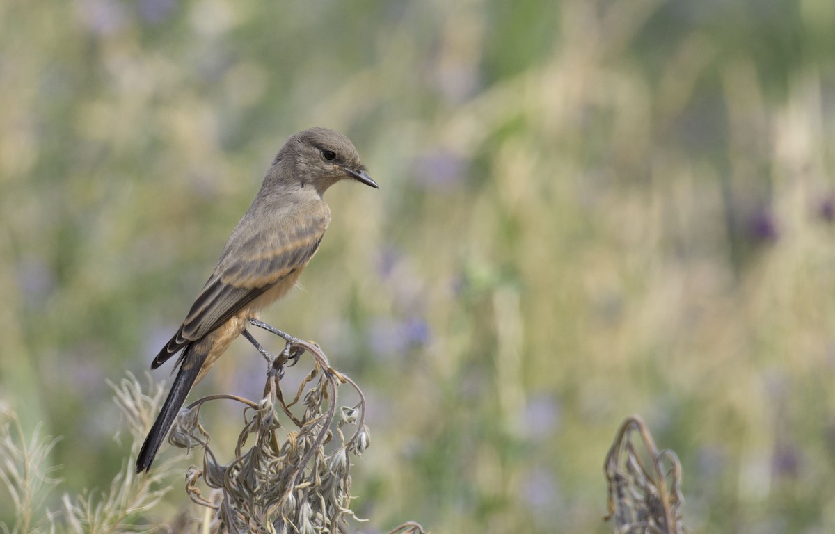 Say's Phoebe - ML107366741