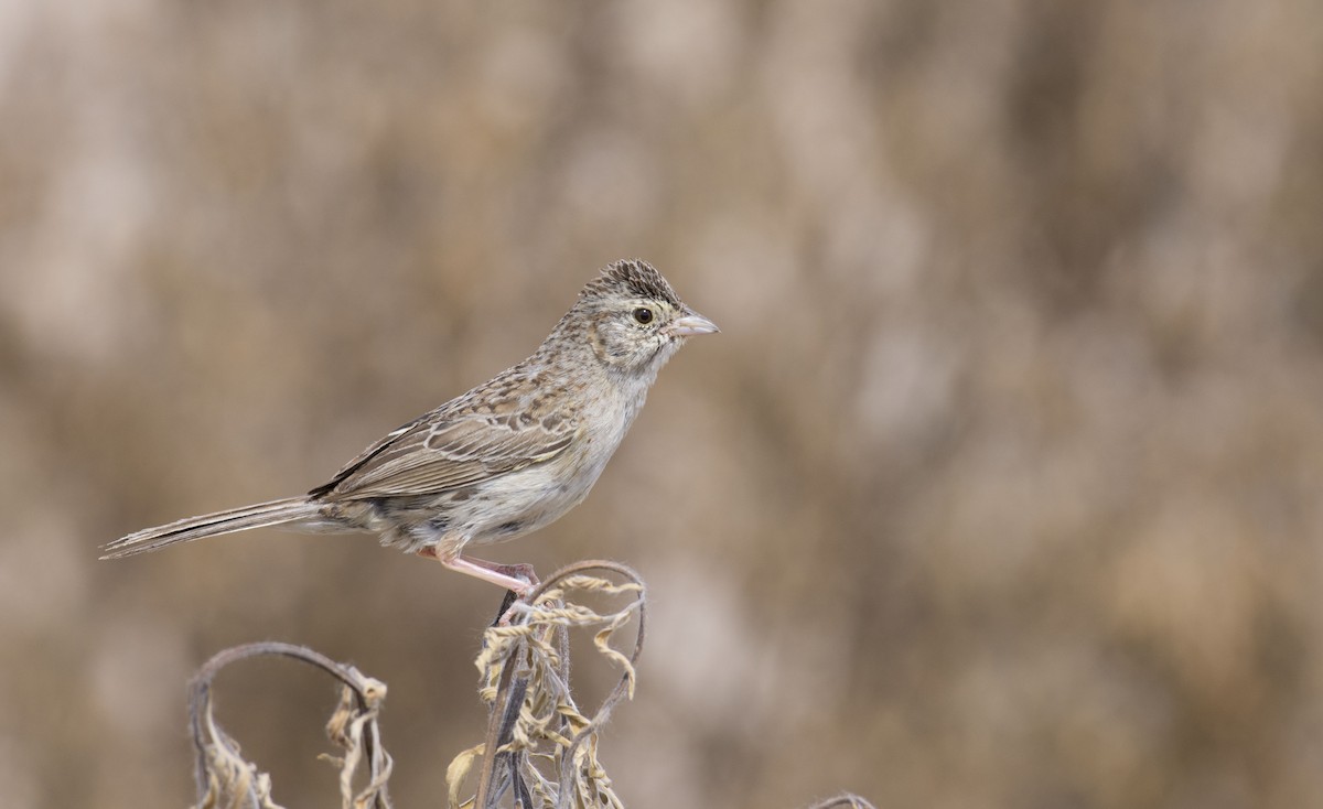 Cassin's Sparrow - Marky “Dark Arremon” Mutchler