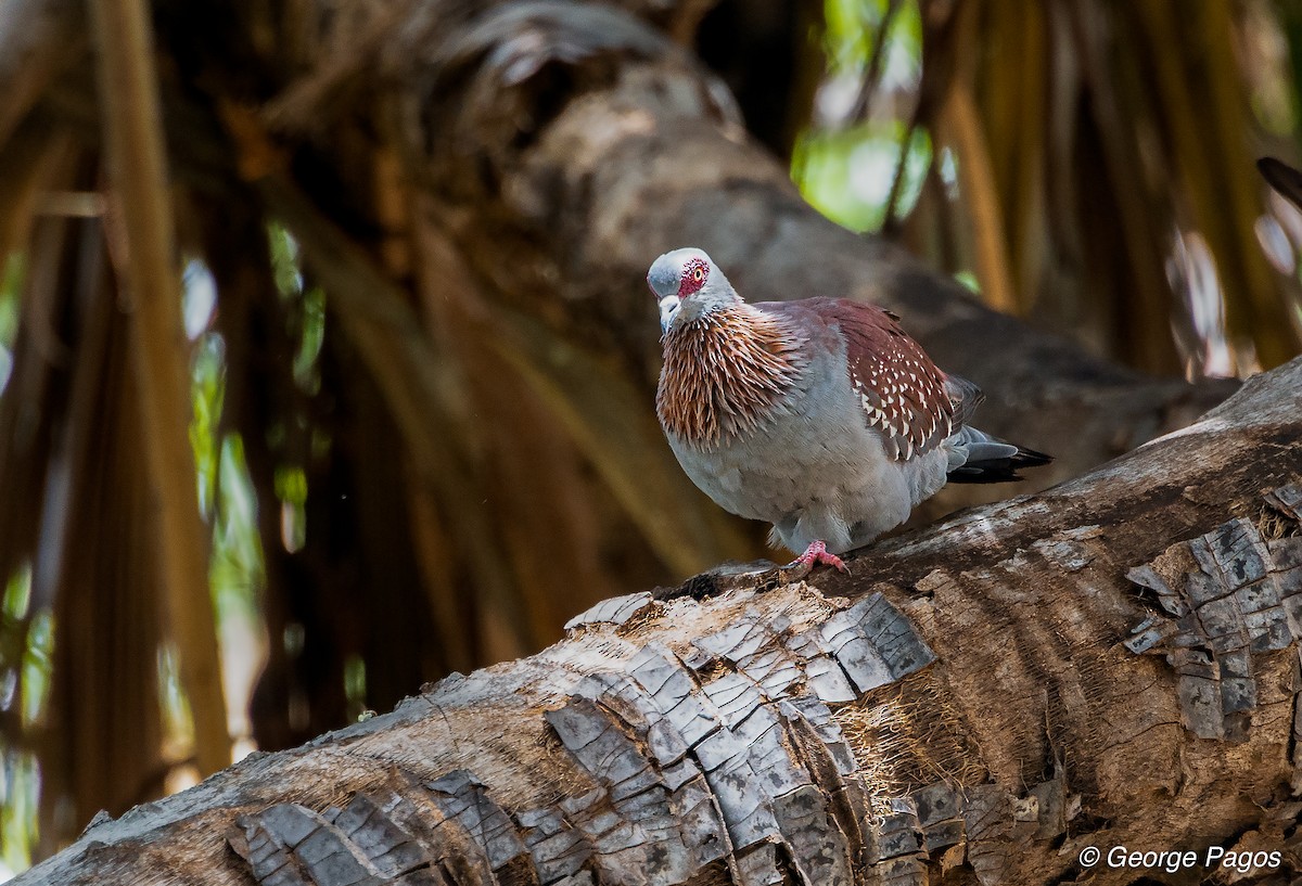 Speckled Pigeon - ML107367441