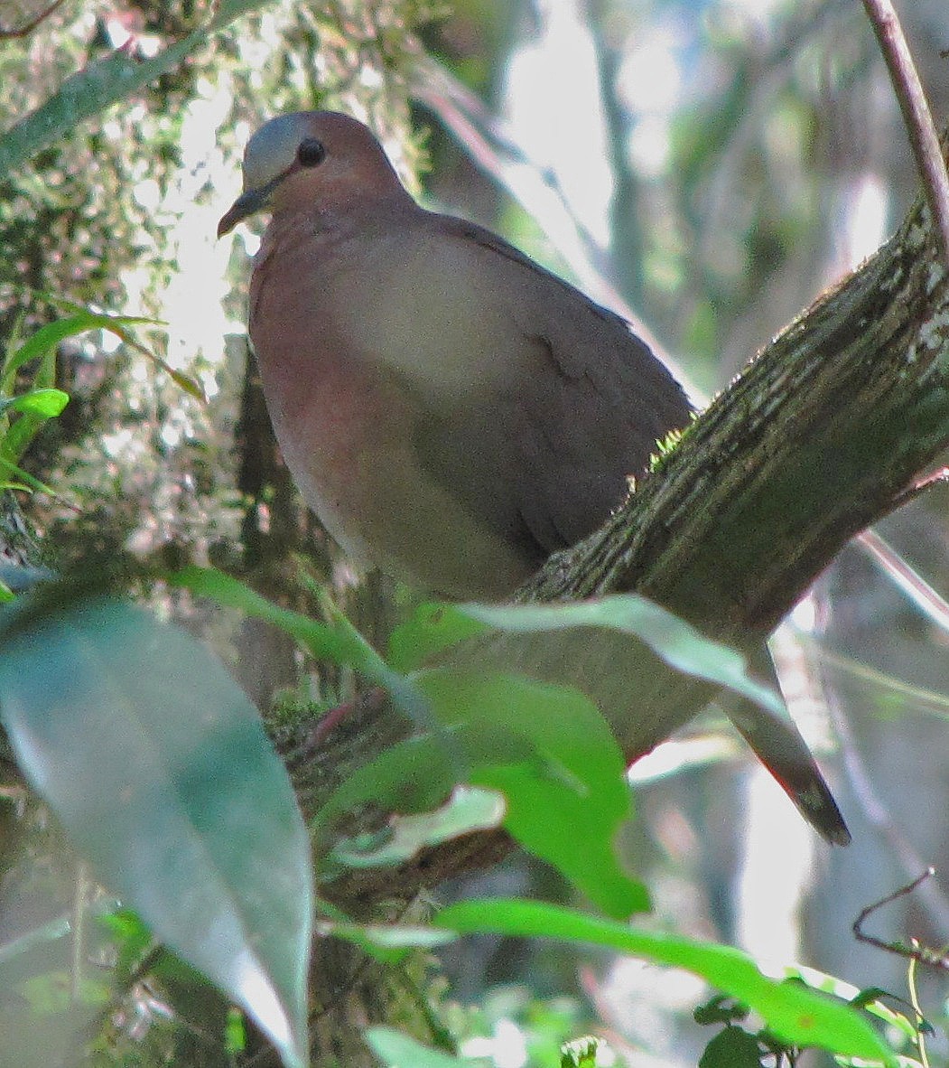 Colombe à front gris - ML107368111