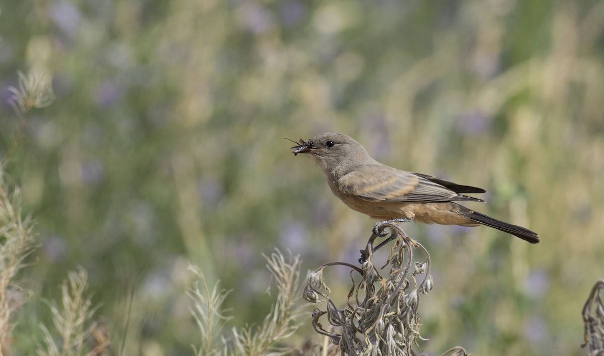 Say's Phoebe - ML107368241