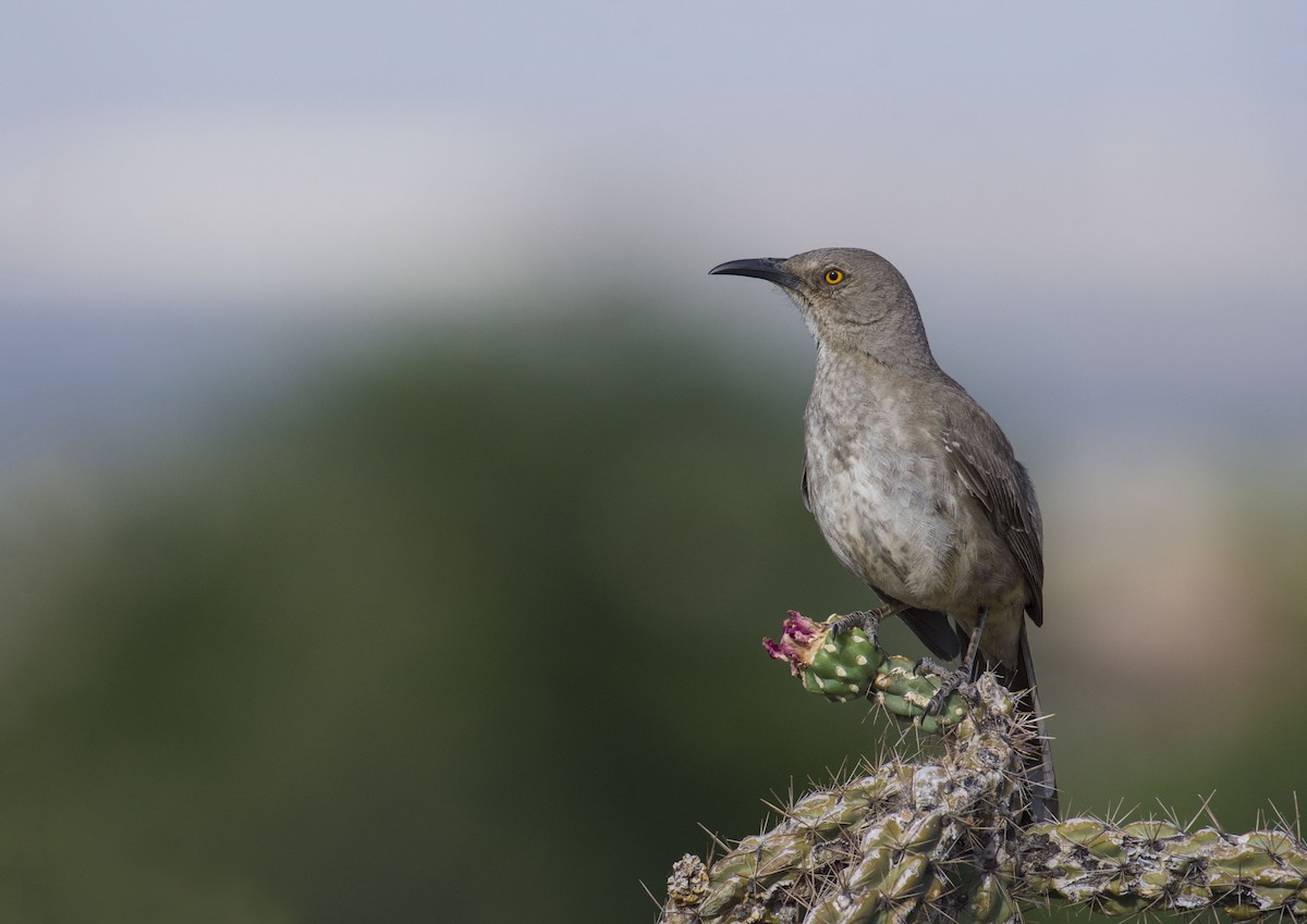 Curve-billed Thrasher - ML107368631