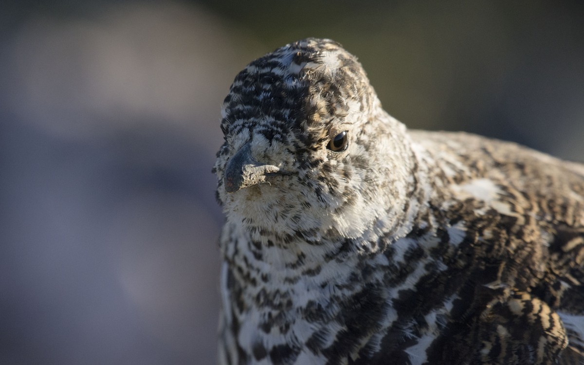 White-tailed Ptarmigan - ML107369341