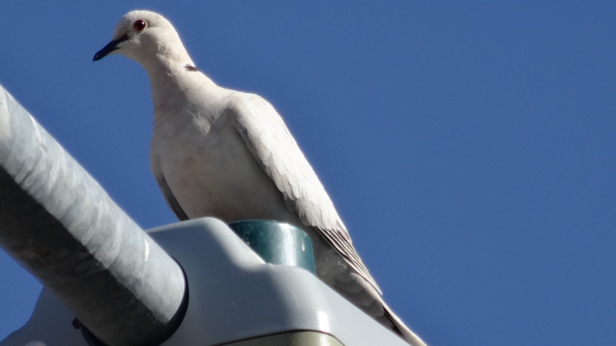 Eurasian Collared-Dove - ML107370081