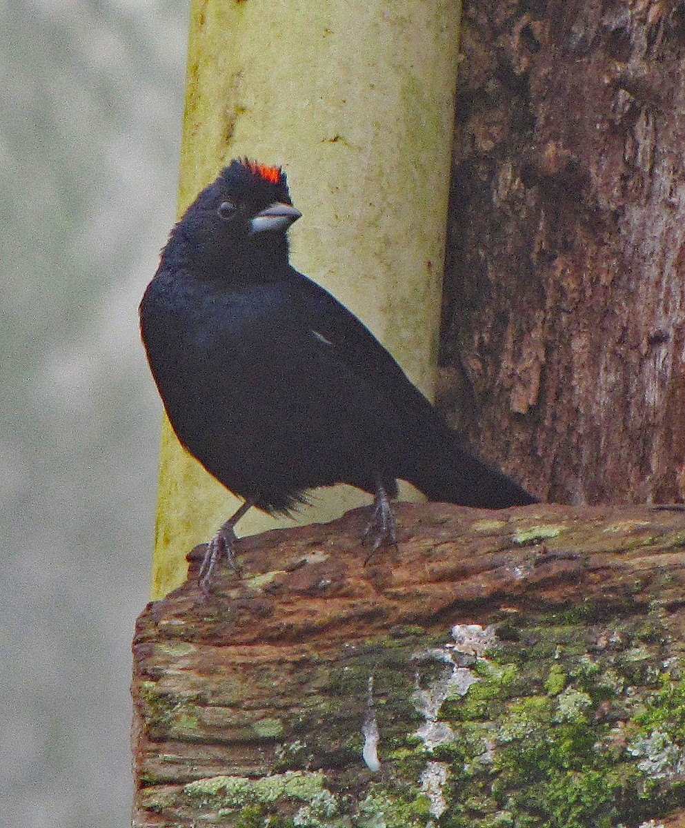 Ruby-crowned Tanager - ML107371001