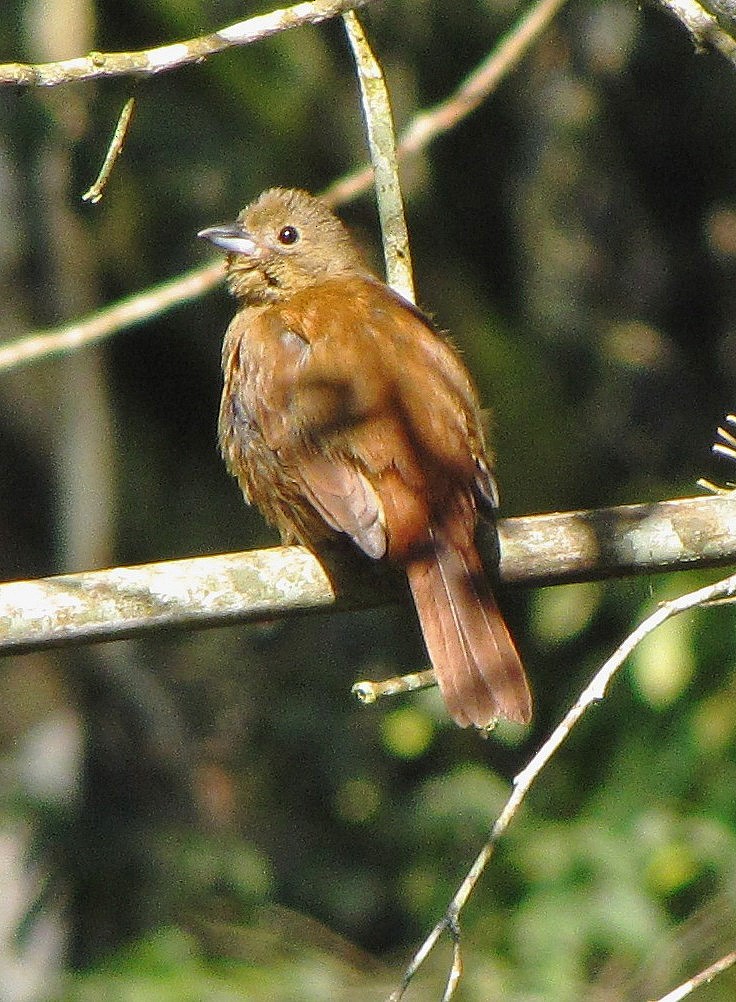 Ruby-crowned Tanager - ML107371051