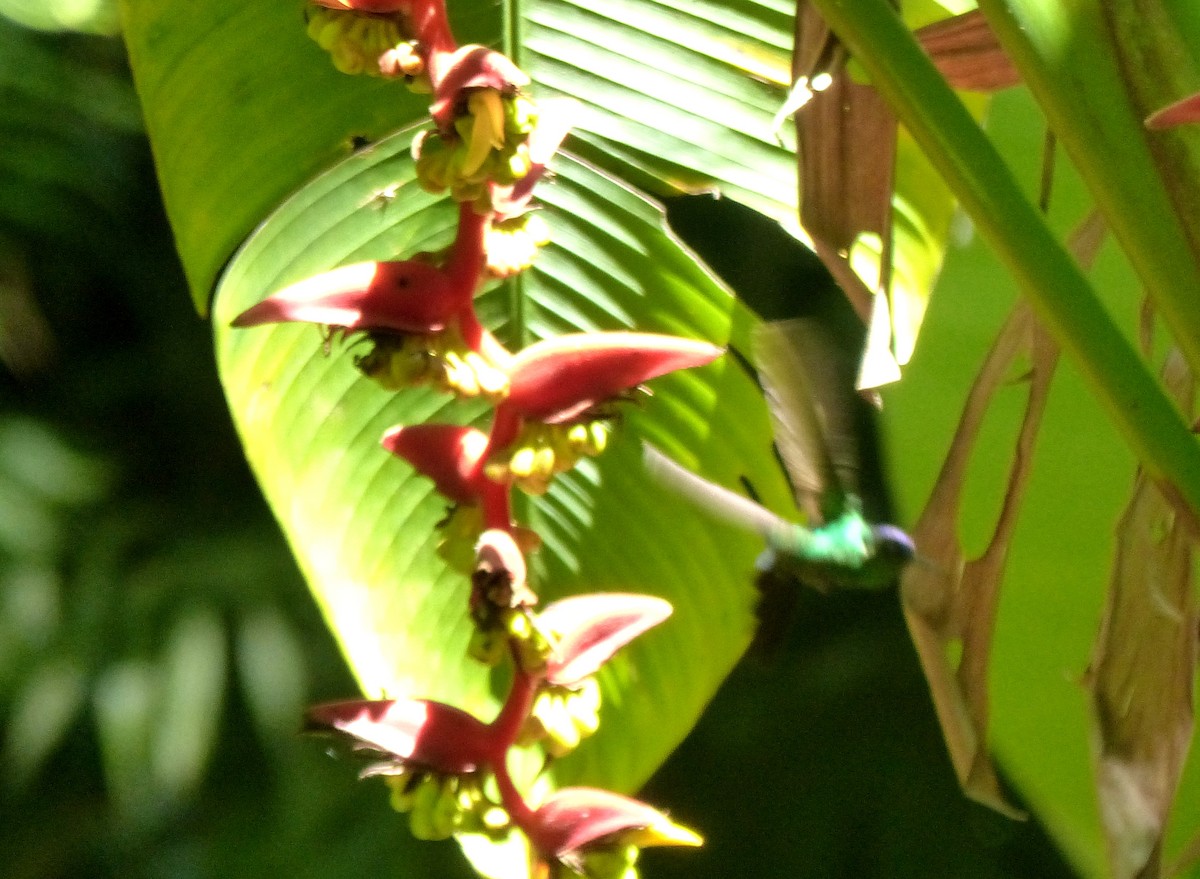 Mexican Woodnymph - Aziza Cooper