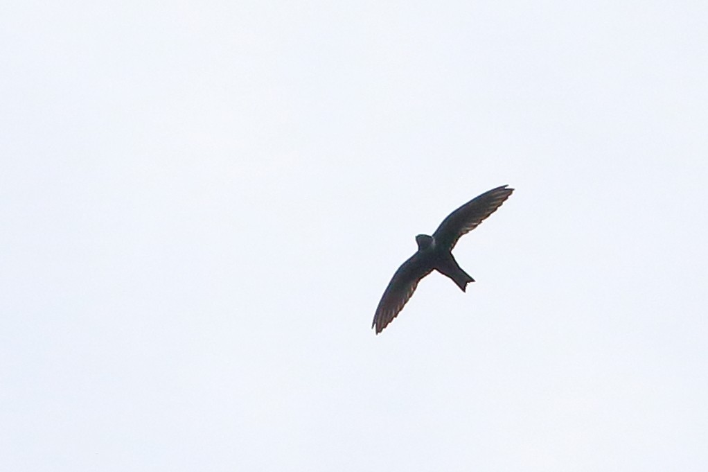 White-collared Swift - ML107373841