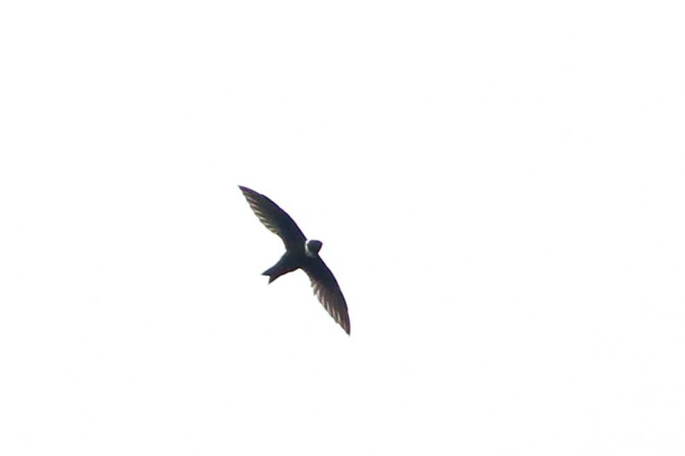 White-collared Swift - ML107373861