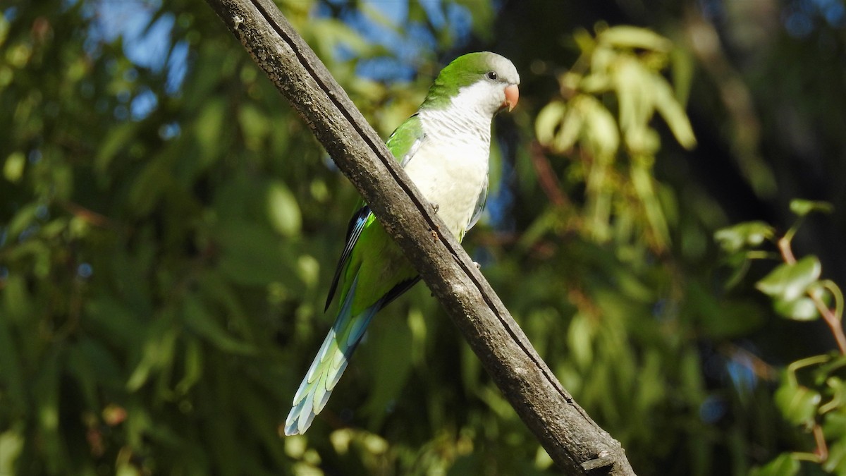 Monk Parakeet - ML107374651