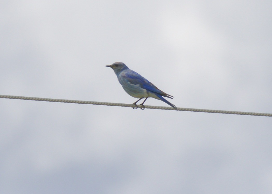 Mountain Bluebird - ML107377891