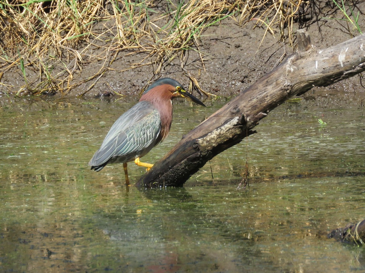 Green Heron - Karen Carbiener