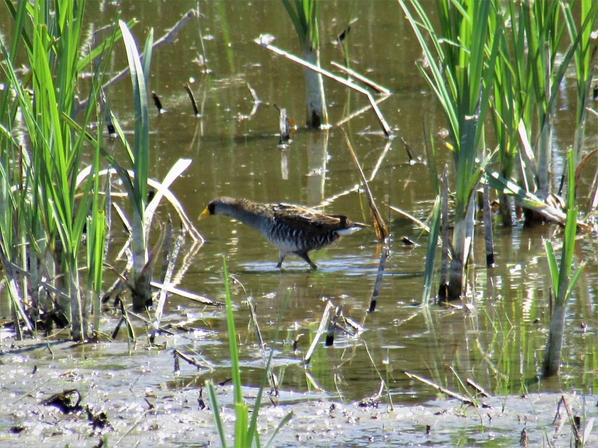 Polluela Sora - ML107379391