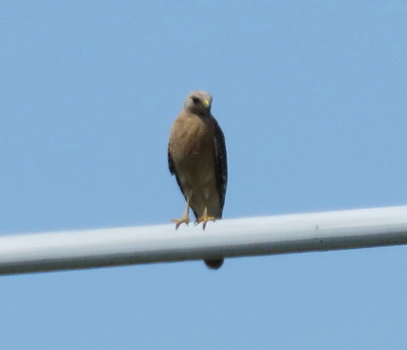 Red-shouldered Hawk - ML107381671