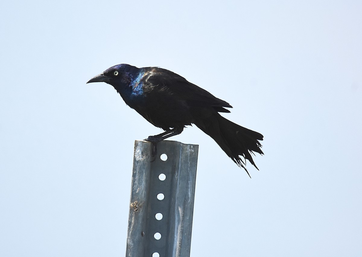 Common Grackle - ML107382671