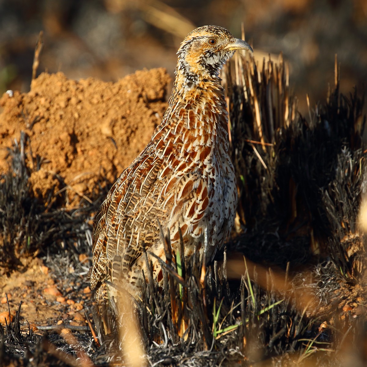 Orange River Francolin - ML107383101