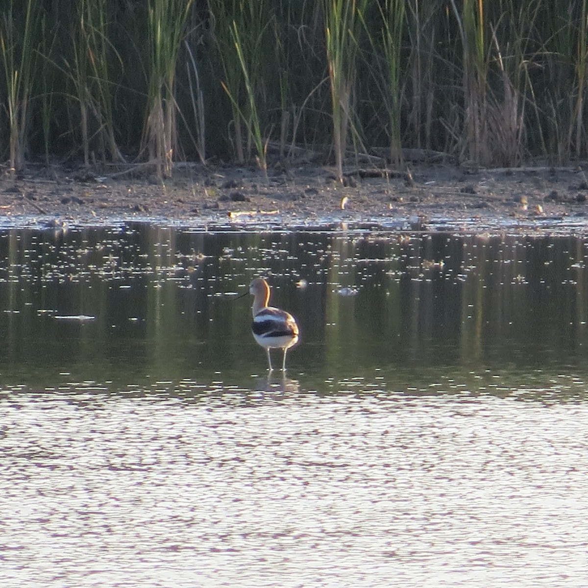 Avocette d'Amérique - ML107383541