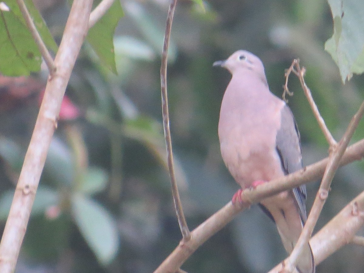 Eared Dove - ML107383991