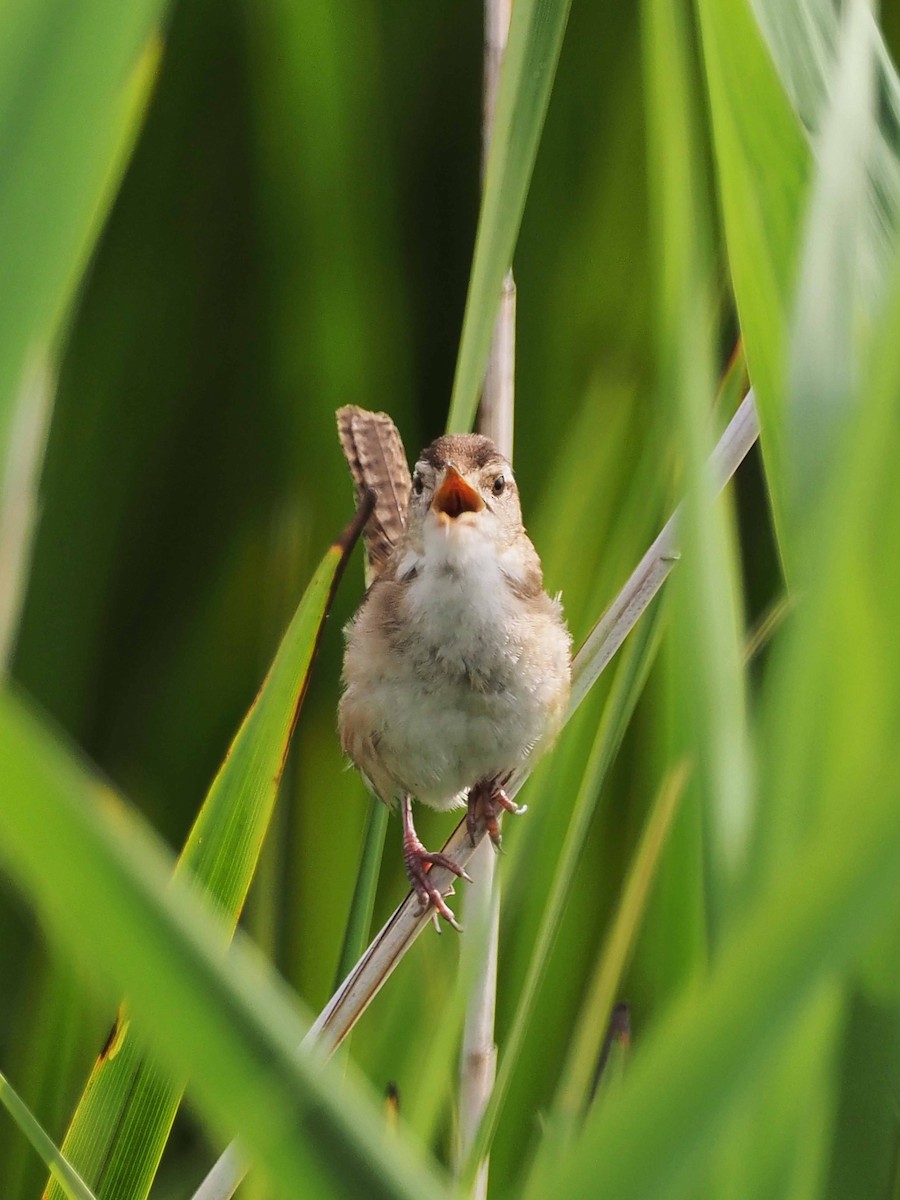 Marsh Wren - Pierre Pesant