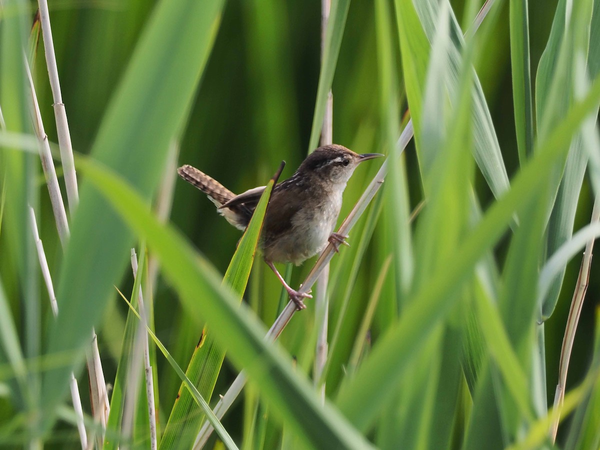 Marsh Wren - ML107384341