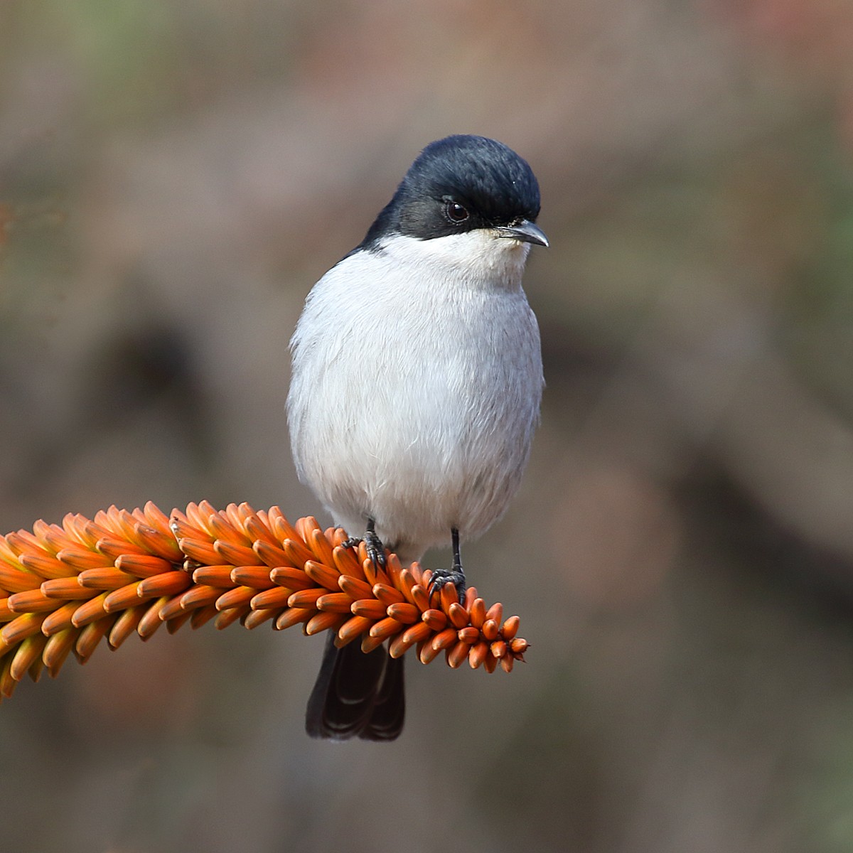 Fiscal Flycatcher - ML107385201