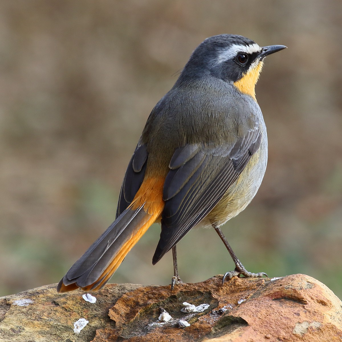 Cape Robin-Chat - Dan Vickers