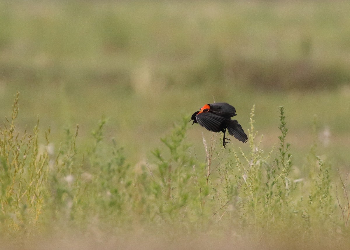 Red-winged Blackbird (Mexican Bicolored) - Anuar López