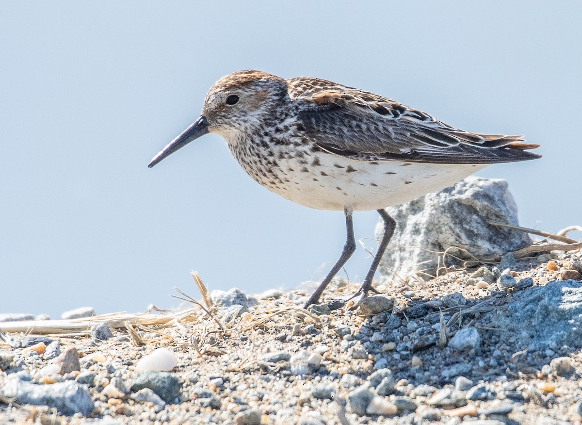 Western Sandpiper - ML107386721