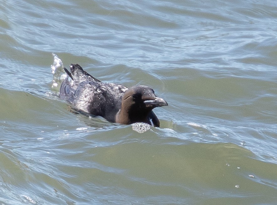 Thick-billed Murre - ML107386811