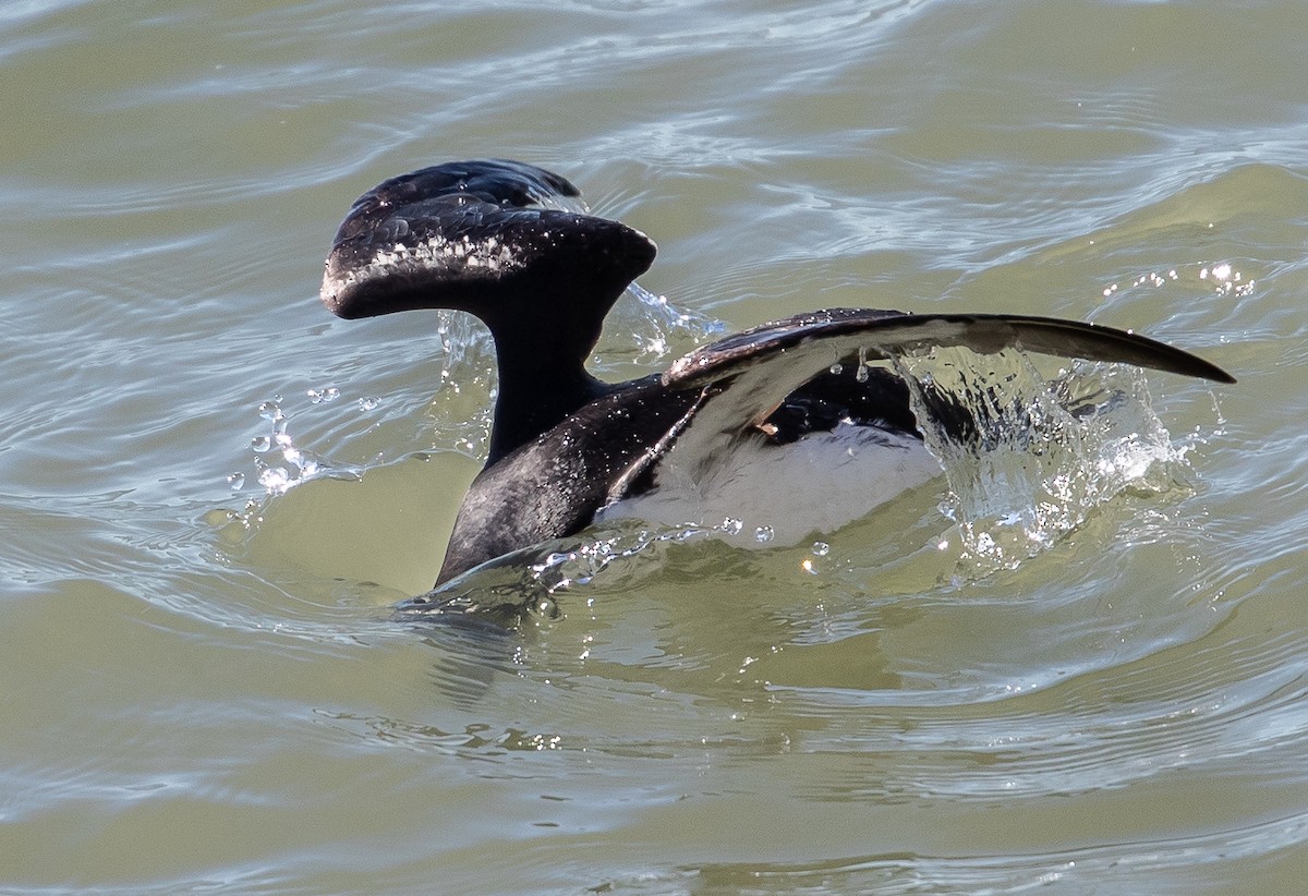 Thick-billed Murre - ML107386821