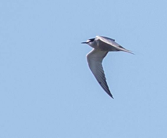 Aleutian Tern - ML107386851