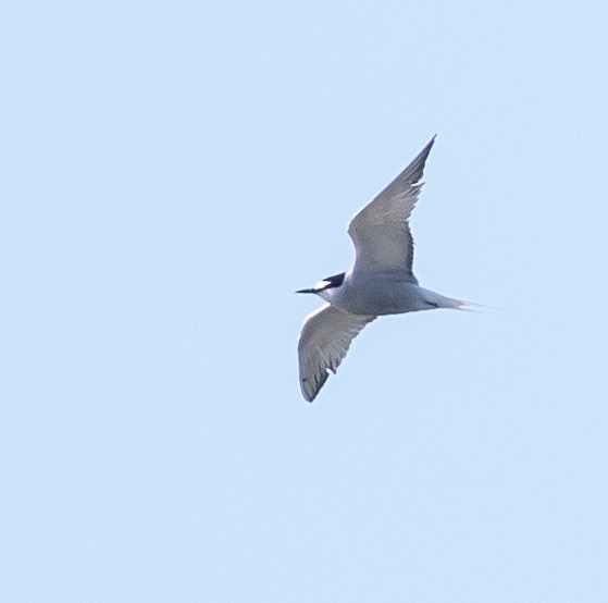 Aleutian Tern - ML107386861