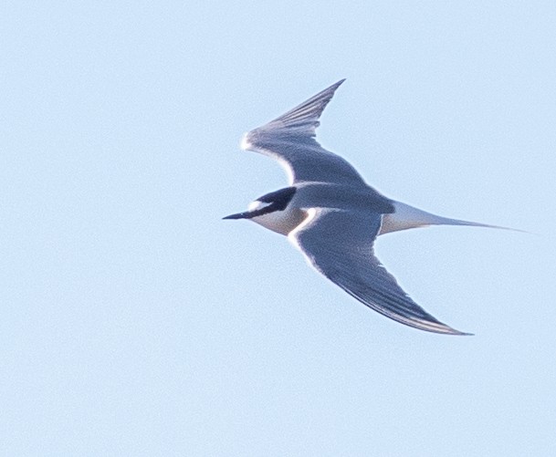 Aleutian Tern - ML107386871