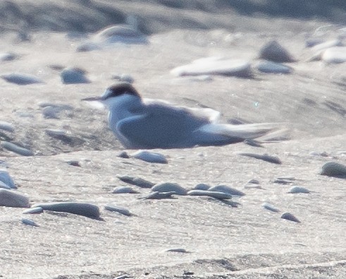 Aleutian Tern - Caroline Lambert