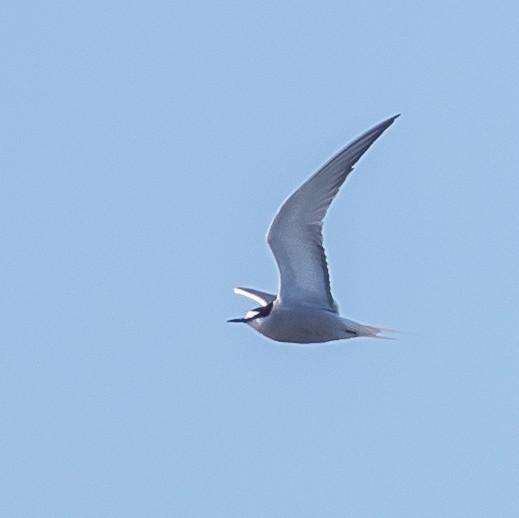 Aleutian Tern - ML107386891