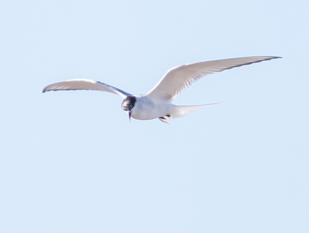 Arctic Tern - Caroline Lambert