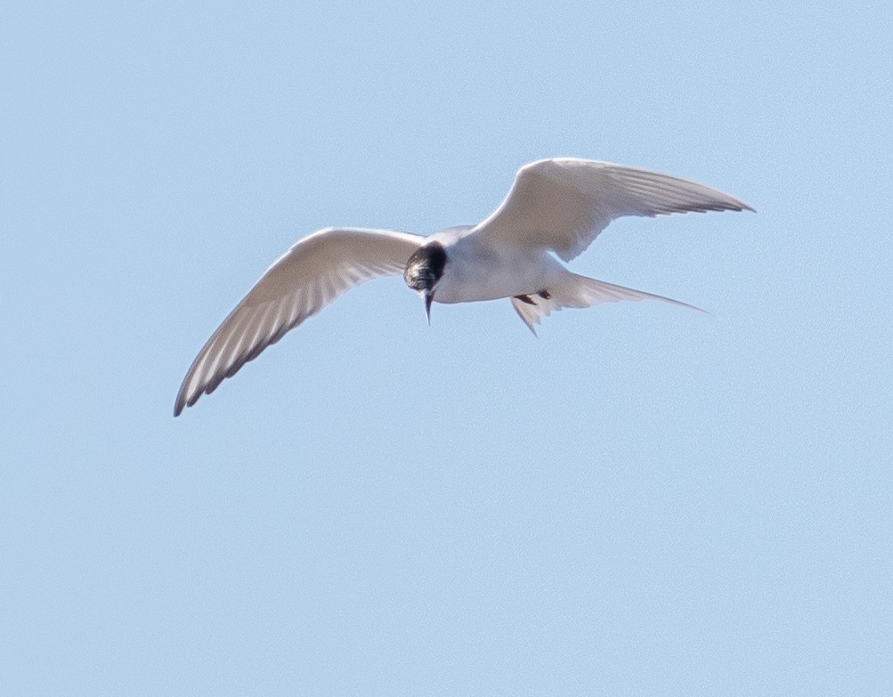 Arctic Tern - Caroline Lambert