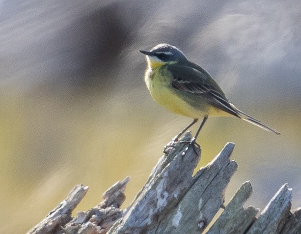 Eastern Yellow Wagtail - ML107386971