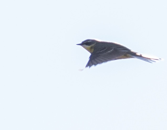 Eastern Yellow Wagtail - Caroline Lambert