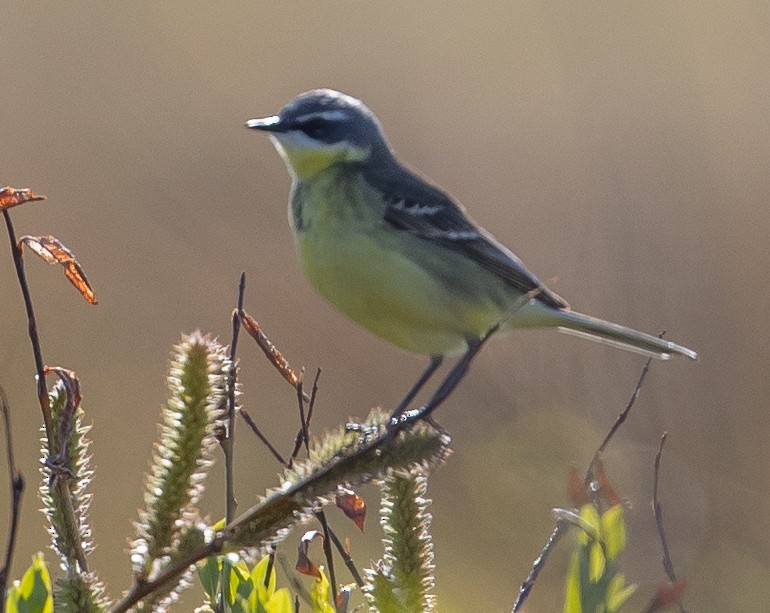 Eastern Yellow Wagtail - ML107386991