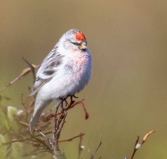 Hoary Redpoll - Caroline Lambert