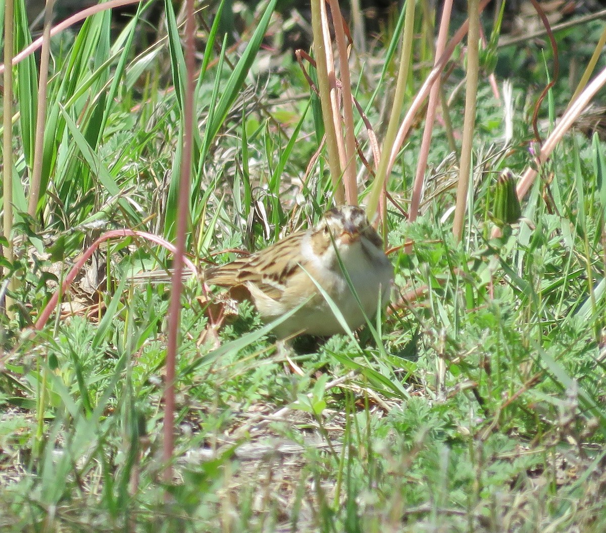 Clay-colored Sparrow - ML107387691